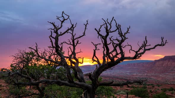 Timelapse of vibrant colors in the sky looking through dead Juniper bush alt