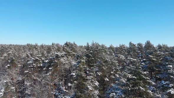 Beautiful Winter Forest