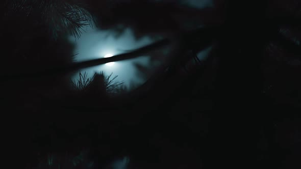 Awakening Long-eared Owl Sitting On Tree Illuminated By Bright Moonlight