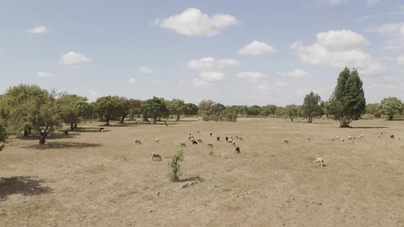 Aerial view of cattle walking freely in the valley in Portugal. alt