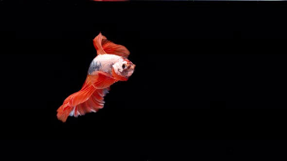 slow motion of Siamese fighting fish (Betta splendens), well known name is Plakat Thai