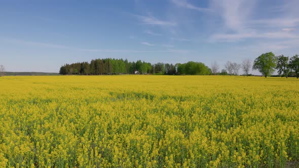 Beautiful summer view of flowering rapeseed field against blue sky. Sweden. alt