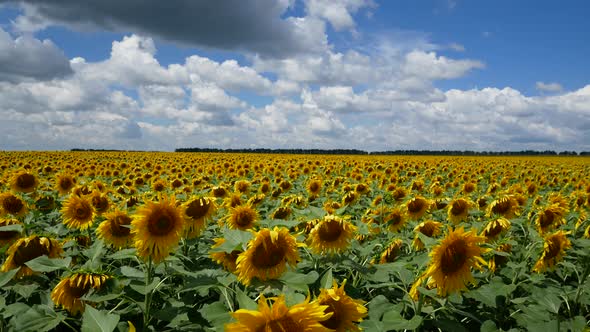 Fields of Flowering Sunflower Against the Background of Blue Sky and Clouds