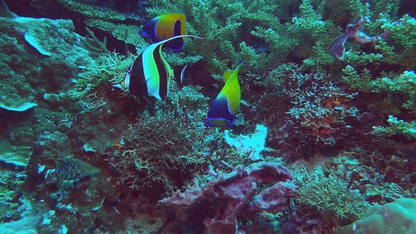 two blue girdled angelfish and a moorish idol feed on a coral reef alt