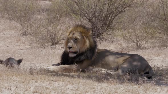 Black Maned Lion Resting in Shade on a Hot, Dry and Windy Afternoon on the African Savanna alt