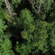 A View From Above of Wildlife. Green Vegetation in the Siberian Forest - VideoHive Item for Sale