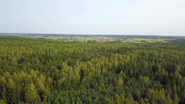 Forest Landscape From a Birds Eye View, Stock Footage | VideoHive