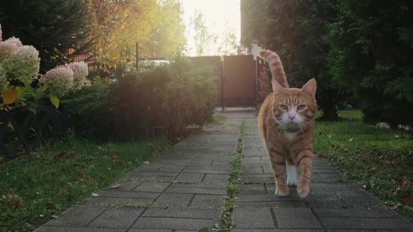 Ginger Cat Walks Along a Stone Path in the Garden