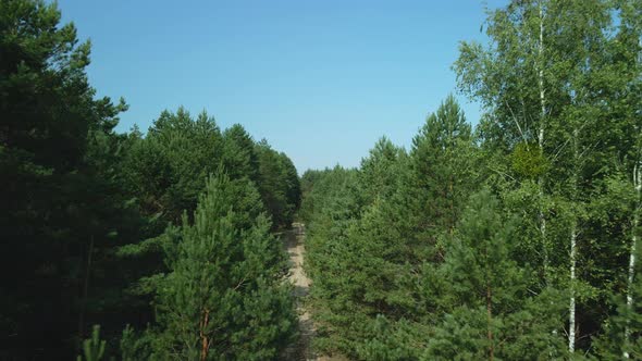Flight In A Pine Forest Near The Crowns Of Trees. Medium Plan. Aerial Photography.