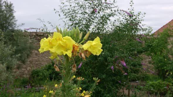 Evening Primrose (Oenothera Biennis). Yellow flowers of Oenothera biennis in garden