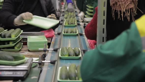 Workers Weigh Fresh Cucumbers and Put on a Conveyor alt