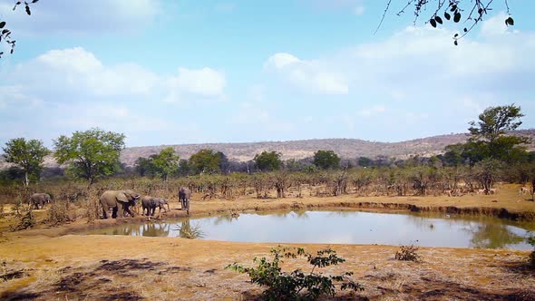 African bush elephant in Kruger National park, South Africa alt