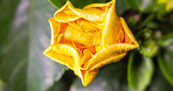 Time lapse of a blooming yellow hibiscus flower.