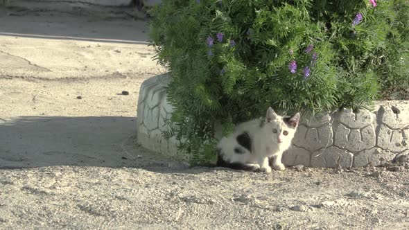 A lonely stray kitten watching traffic pass by from his hiding place at a remote truck stop in Kazak alt