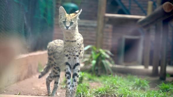 Wide shot of an African Serval cat in a zoo alt