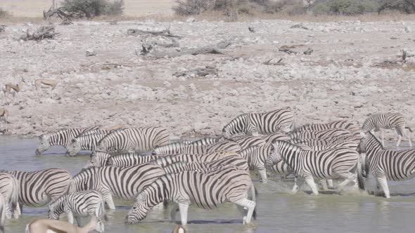 Zebra Herd Walking Towards Waterhole