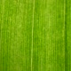 Green Leaf Analysis - VideoHive Item for Sale