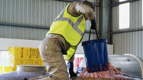 Worker filtering olive oil alt