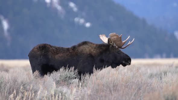 Bull Moose standing in a open field as it grazes on the brush in Wyoming alt