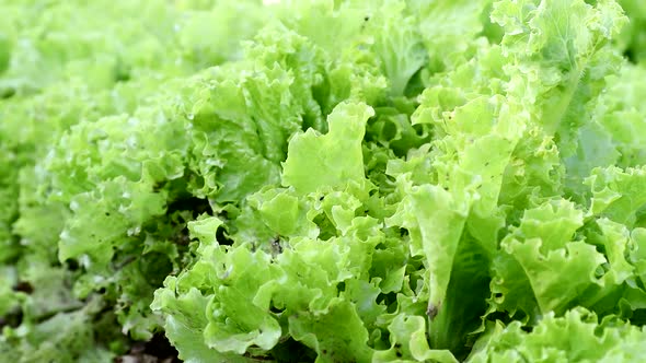 Green Lettuce Leaves Grow on Beds in the Garden