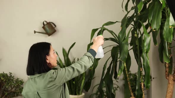 Woman gardener spraying Dracaena palm at home alt