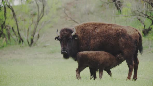 Bison calf feeding in a prairie during the daytime alt