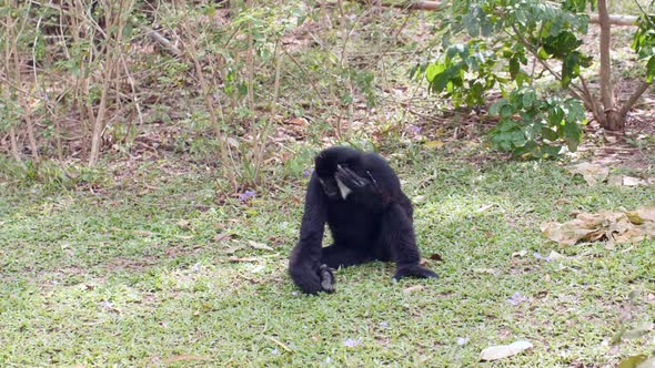 Funny Black Gibbon Sittin on Grass Cleaning His Head and Ear alt
