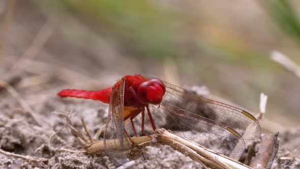 Red Dragonfly Macro. Dragonfly Sitting on the Sand at a Branch of the River alt