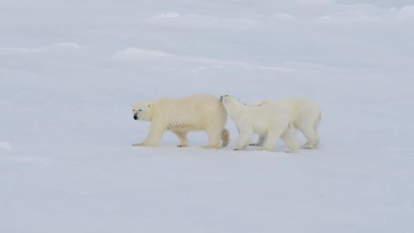 Polar Bears Walking in an Arctic