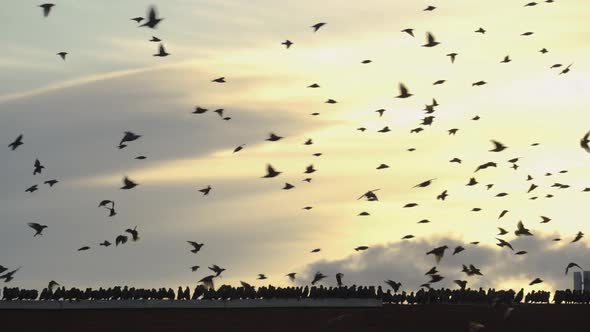 Flock of Starlings on the Ledge of a Building in the City