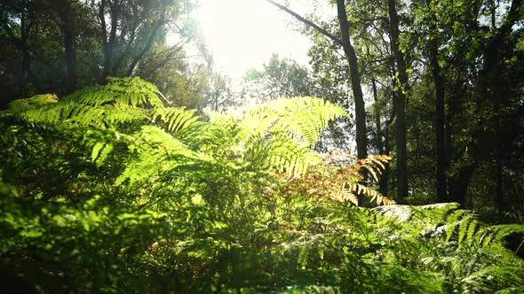 Forest floor at sunrise in the English countryside