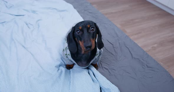 Cute Dachshund Puppy in Home Tshirt Sits on Bed Although It is Forbidden to Do so and Now Sits and