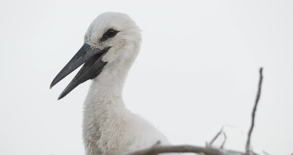 Stork Chicks Preening