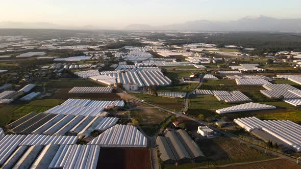 Industrial Vegetable Farming alt