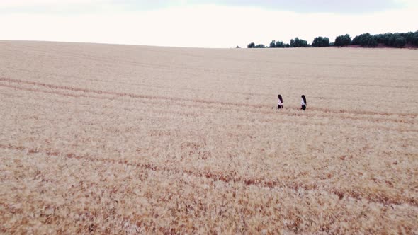 Aerial view of two women enjoying nature while walking through a wheat field alt