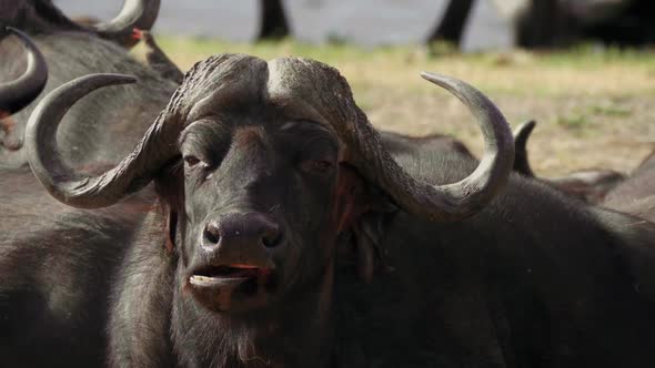 African Buffalo Chewing Food While Flapping Ears To Fend Off Flies In South Africa. - static shot alt