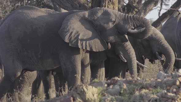 Group of Elephants Drinking Together