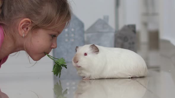Little Girl Gently Feed a White Guinea Pig with Green Leaves of Parsley