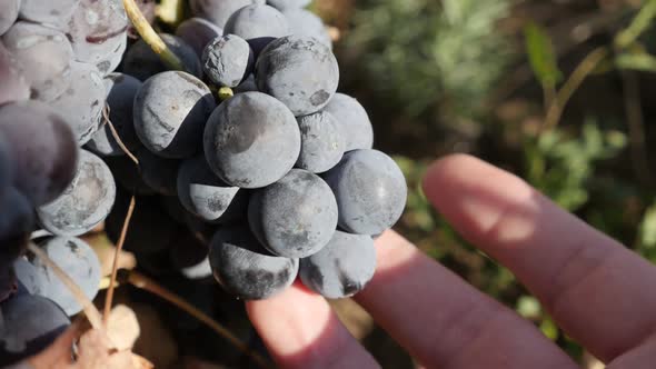 Hand takes part of purple grapevines cluster slow-mo footage alt
