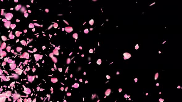 Pink Rose Petals Flying on Transparent Background