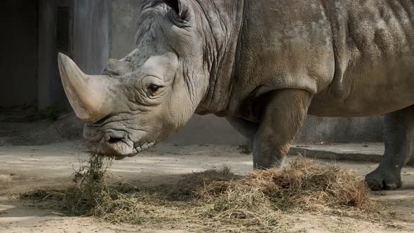 Southern White Rhinoceros Close Up alt