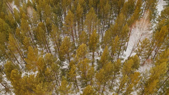 Winter pine forest Snowy forest People are walking in the snowy forest Krasnoyarsk alt