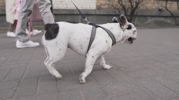 Side View of a French Bulldog Walking on a Wide Sidewalk with Its Owners