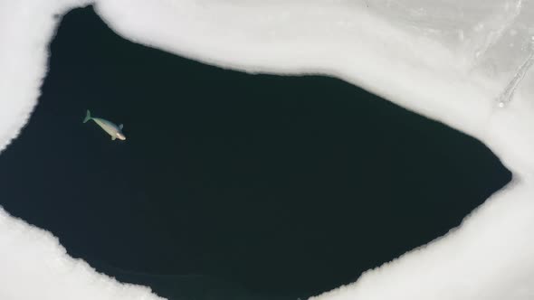 Beluga Whale Swims on the Surface of the Sea Among Ice Floes alt
