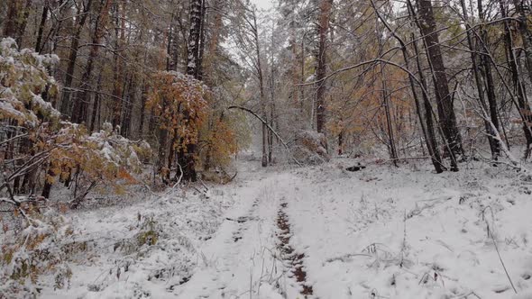 Snowcovered Forest Trail