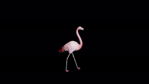 Flamingo Walk 4k alpha loop 2