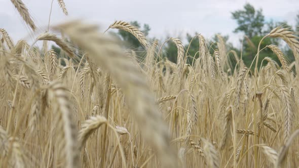 Field Barley in Period Harvest