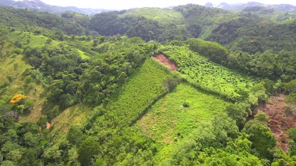 Aerial footage above Mexican jungle
