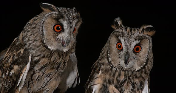 Long Eared Owl, asio otus, Portrait of Adult, Normandy in France, Real Time 4K alt