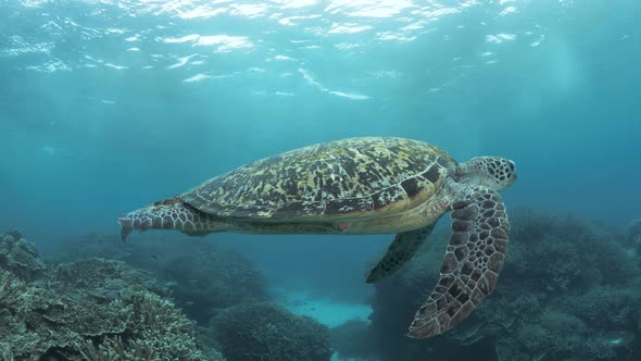 Large sea turtle swimming on a colorful coral reef structure deep below the ocean surface. Wide unde alt